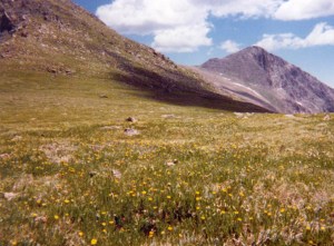 Beautiful flowers on "The Saddle".  My route ascended the slope to the left to Hagues, and then followed the skyline to Mummy on the right.